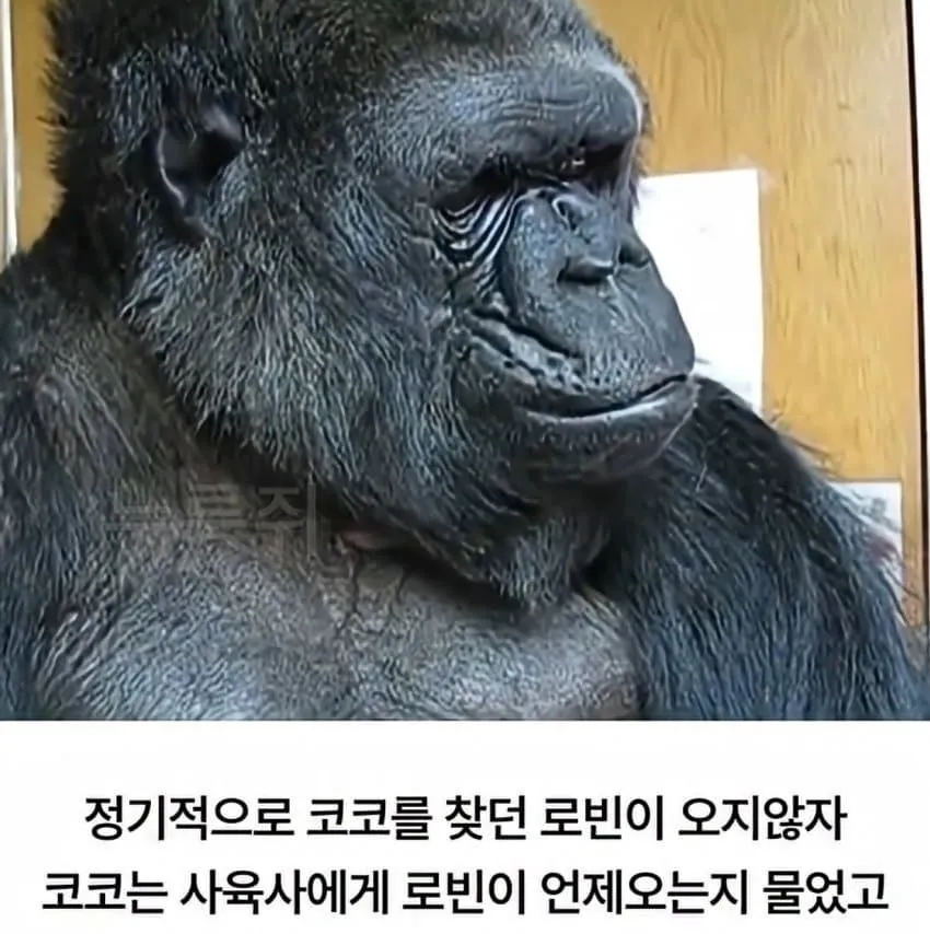 수화를 배운 고릴라...