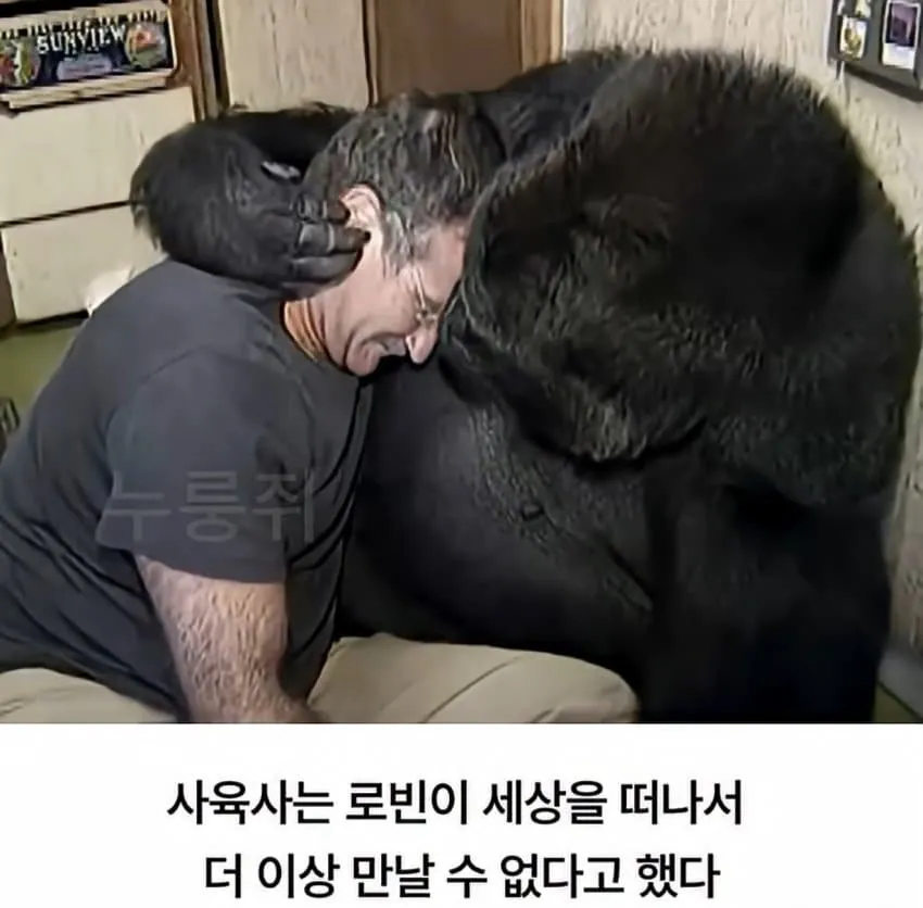 수화를 배운 고릴라...