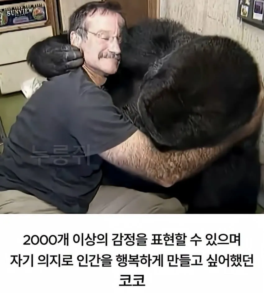 수화를 배운 고릴라...
