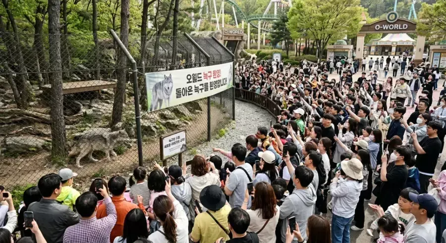 늑구 돌아온 대전 오월드 풍경 예상