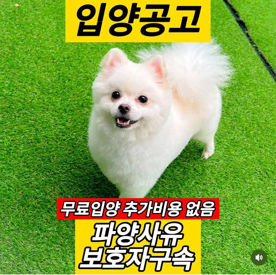 강아지 파양사유 레전드