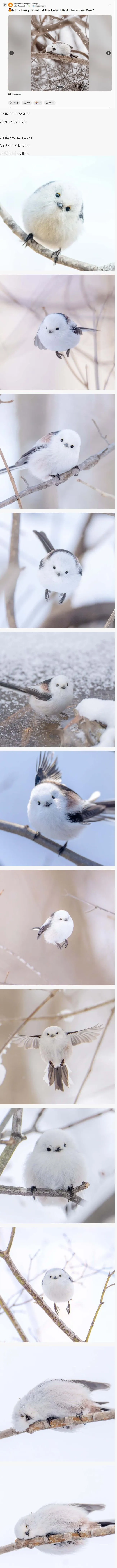 레딧에서 핫한 귀여운 새 사진