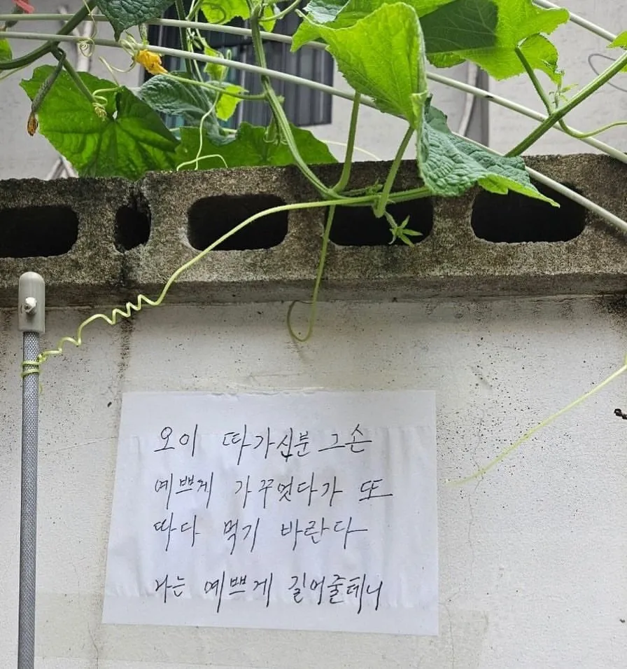 오이 도둑에게 할머니가 남긴 편지.jpg