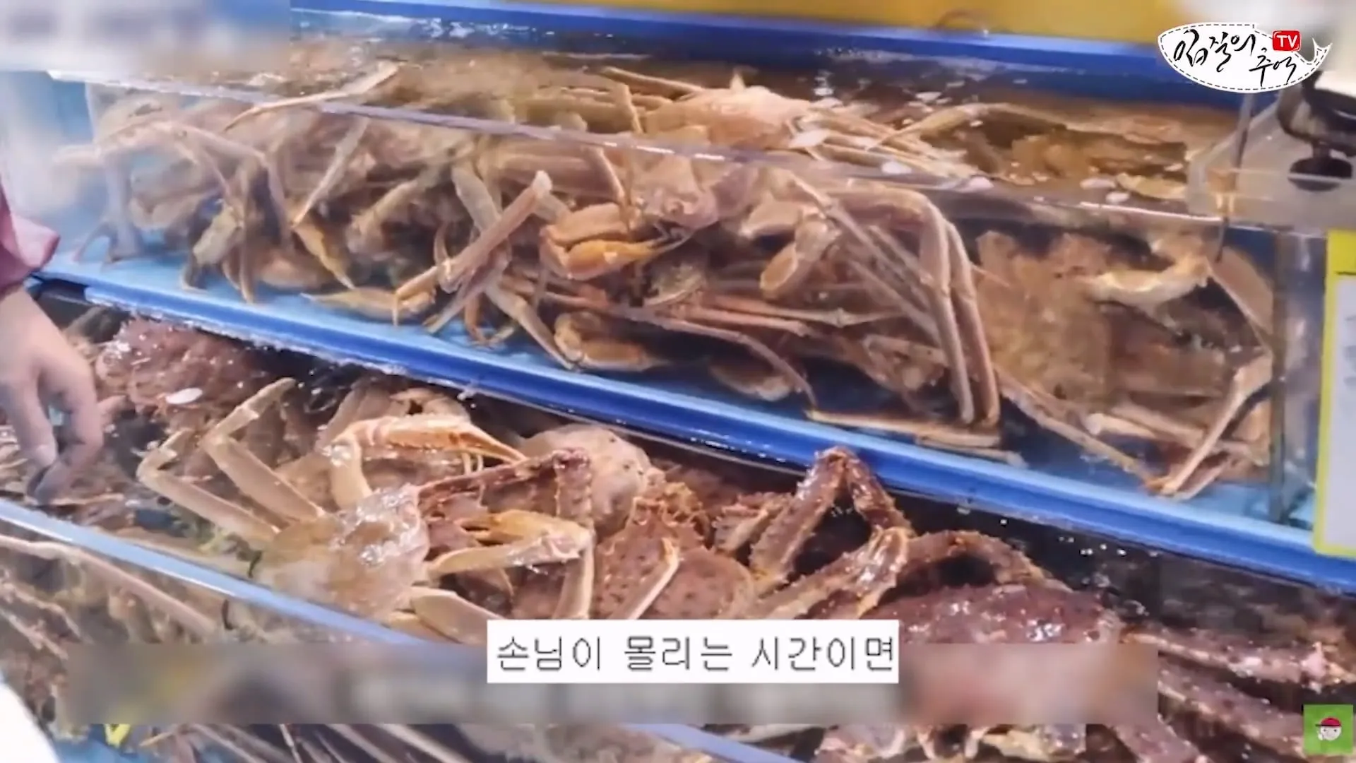 입질의 추억) 수산시장 내부자가 폭로하는 대게,킹크랩으로 사기 치는 방법.jpg