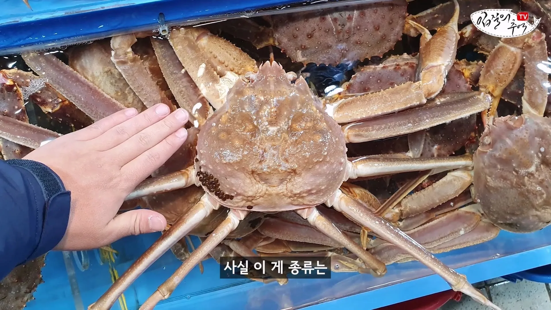입질의 추억) 수산시장 내부자가 폭로하는 대게,킹크랩으로 사기 치는 방법.jpg