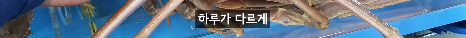 입질의 추억) 수산시장 내부자가 폭로하는 대게,킹크랩으로 사기 치는 방법.jpg