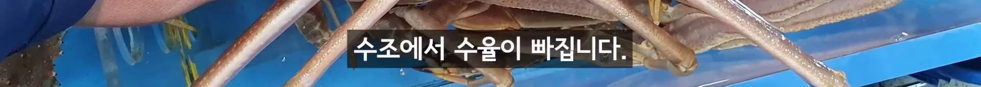 입질의 추억) 수산시장 내부자가 폭로하는 대게,킹크랩으로 사기 치는 방법.jpg