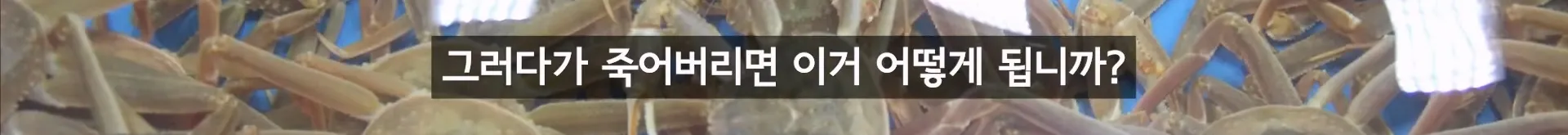 입질의 추억) 수산시장 내부자가 폭로하는 대게,킹크랩으로 사기 치는 방법.jpg