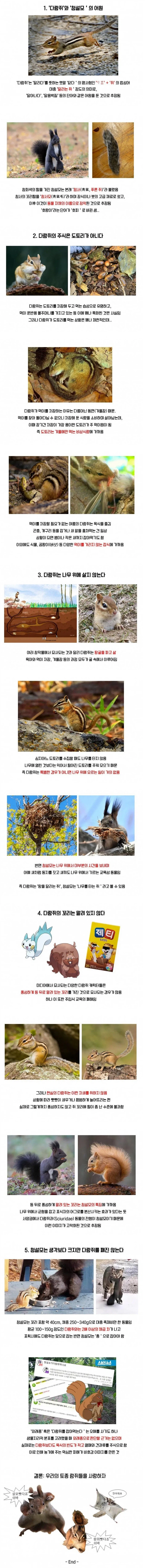다람쥐와 청설모 차이