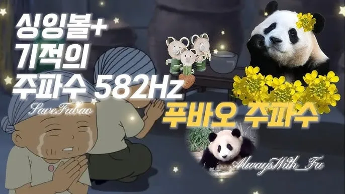 푸바오 돌아오는 주파수