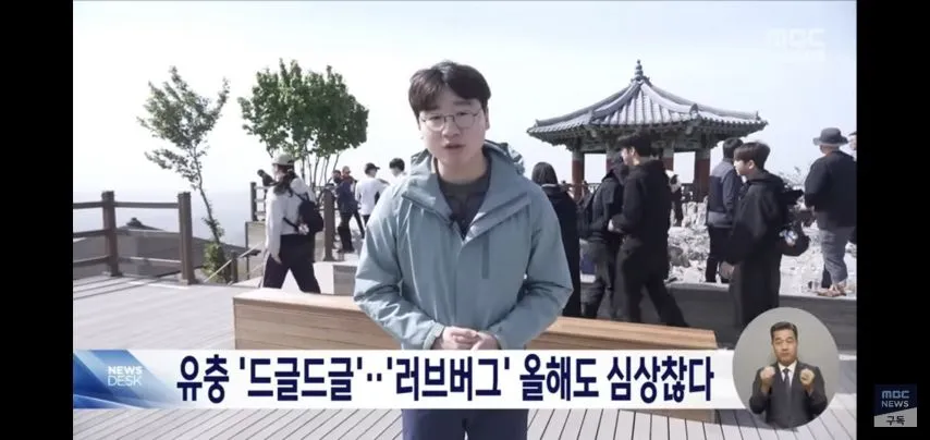 벌써부터 심상치않다는 올해 러브버그 상태.