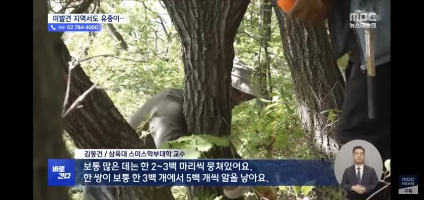 벌써부터 심상치않다는 올해 러브버그 상태.