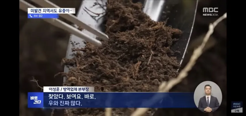 벌써부터 심상치않다는 올해 러브버그 상태.