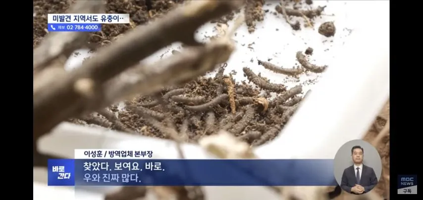 벌써부터 심상치않다는 올해 러브버그 상태.
