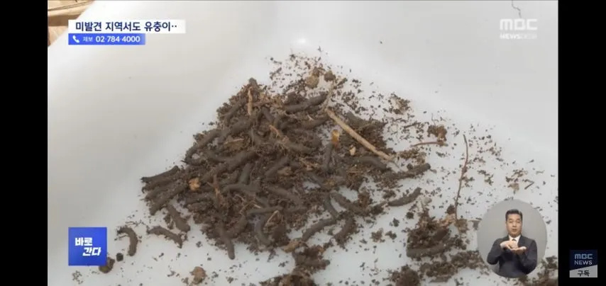 벌써부터 심상치않다는 올해 러브버그 상태.