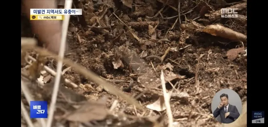 벌써부터 심상치않다는 올해 러브버그 상태.