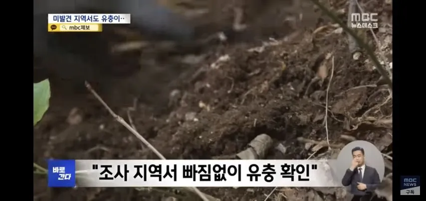 벌써부터 심상치않다는 올해 러브버그 상태.