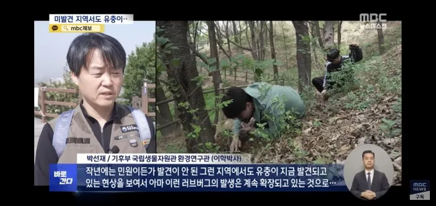 벌써부터 심상치않다는 올해 러브버그 상태.