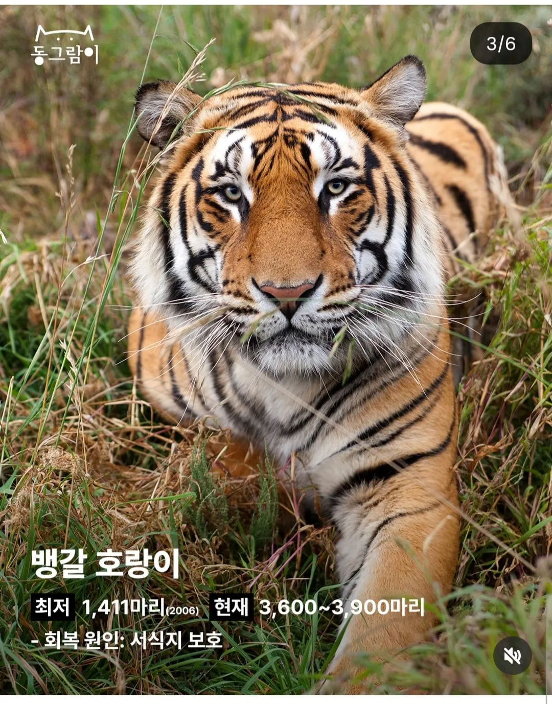 현재 부활한 야생동물 5종