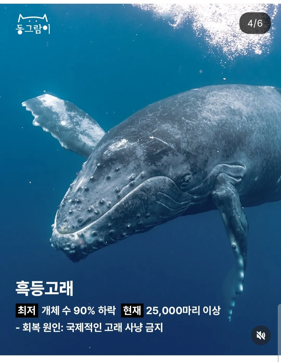 현재 부활한 야생동물 5종