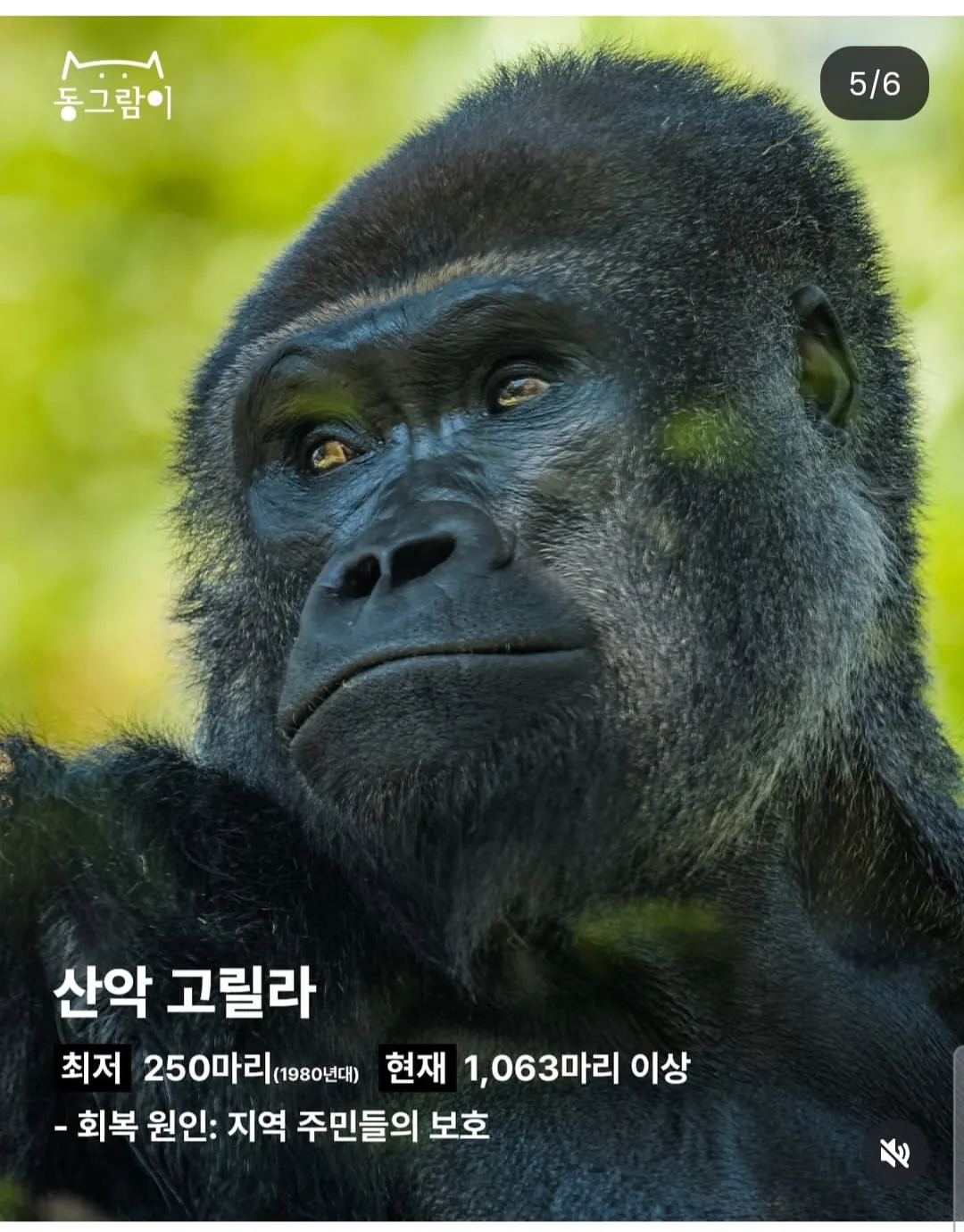 현재 부활한 야생동물 5종