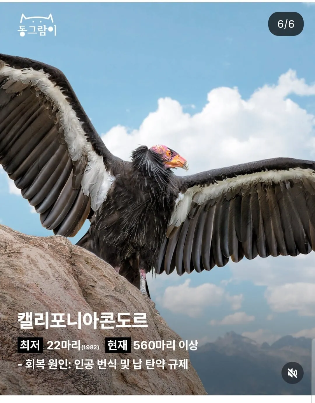 현재 부활한 야생동물 5종