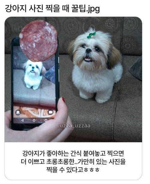 강아지 사진 찍을 때 꿀팁 작성