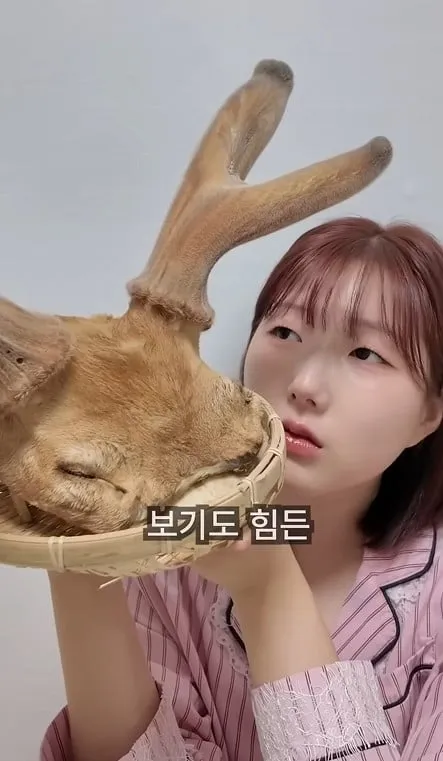 궁중요리 유튜버가 녹용을 다루는 법