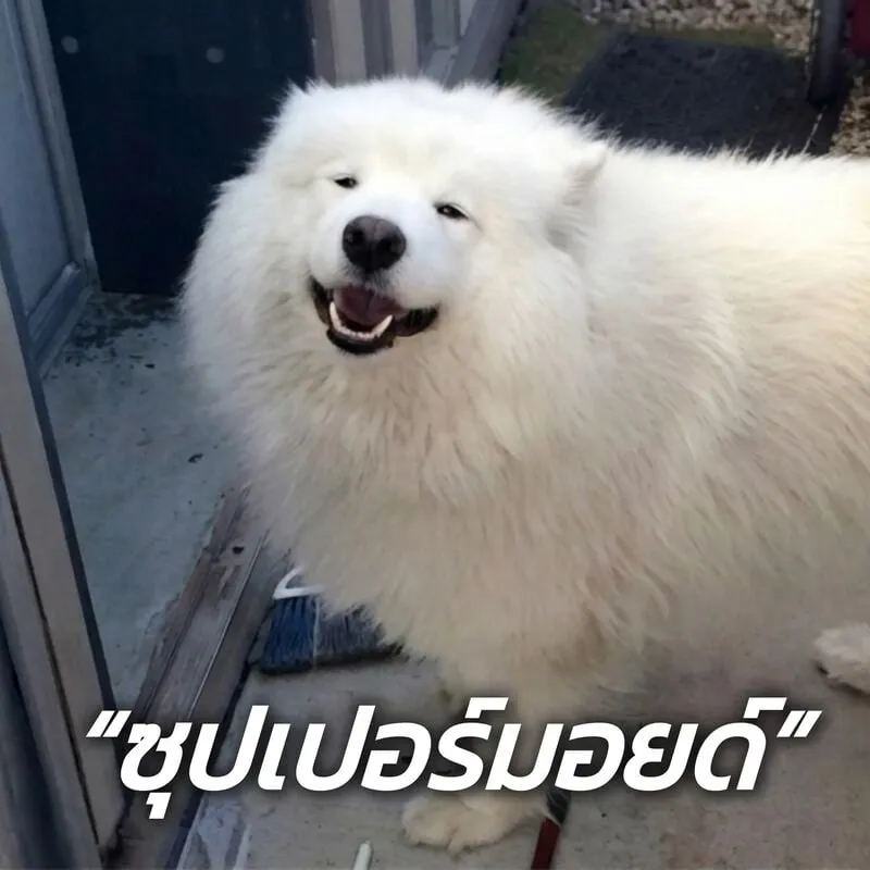 영웅 사모예드 영상.GIF