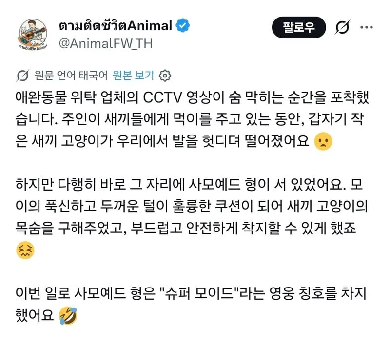 영웅 사모예드 영상.GIF