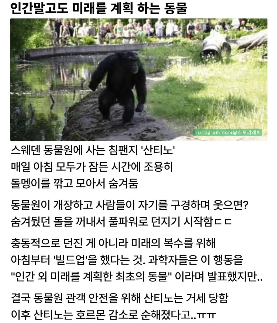 미래를 계획 하는 동물.jpg
