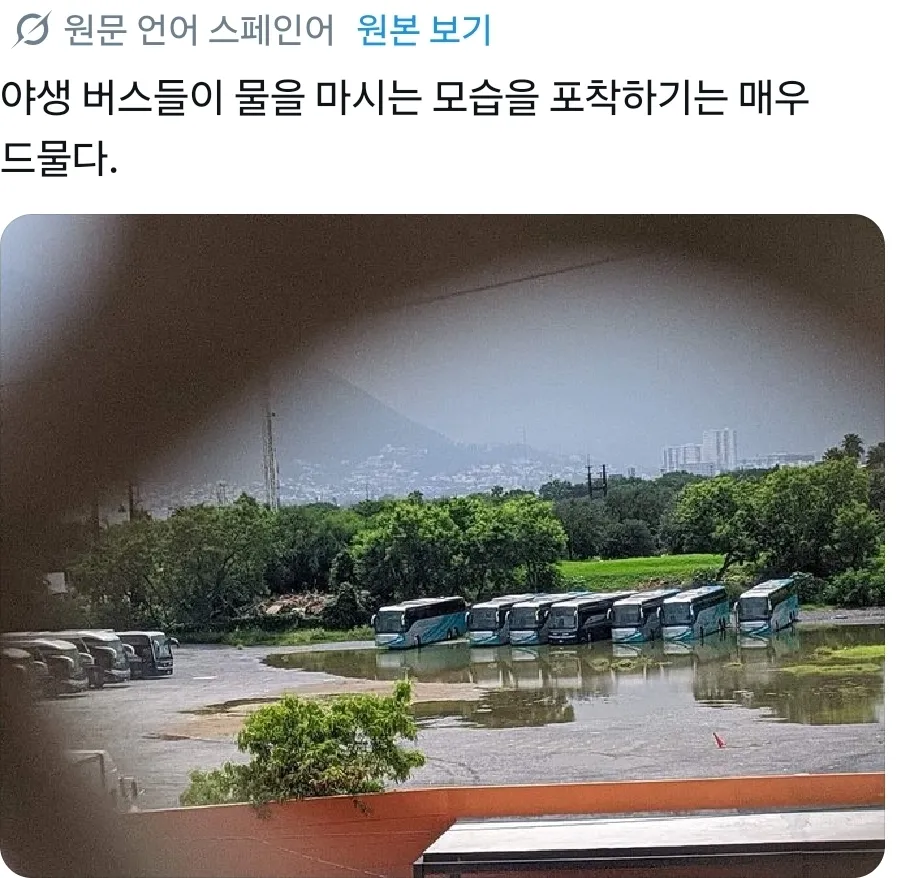 야생 버스들이 물을 마시는 모습을 포착하기는 매우 드물다.