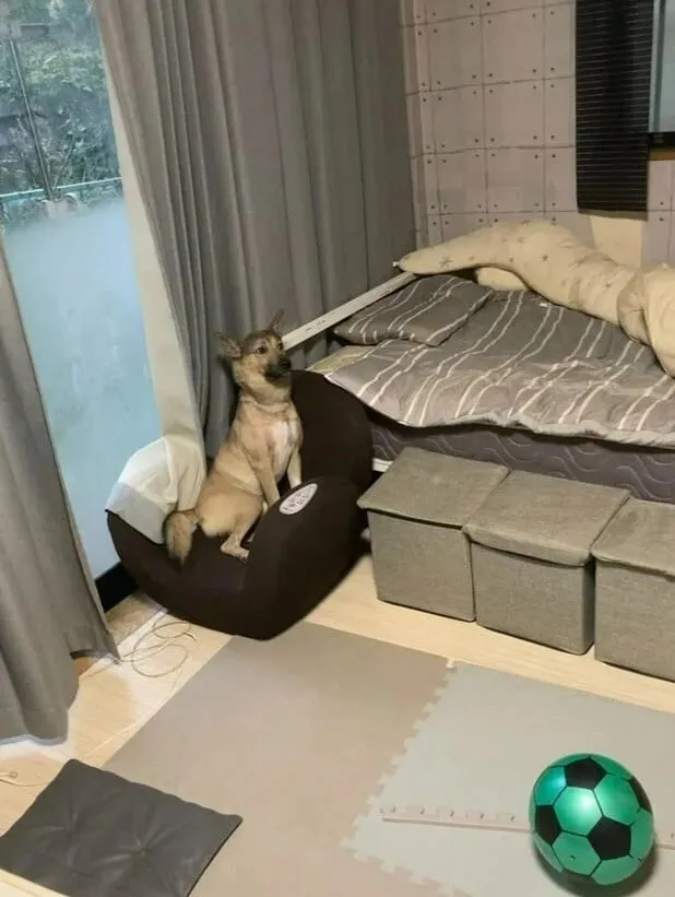 주인 심장 철렁하게 하는 표정