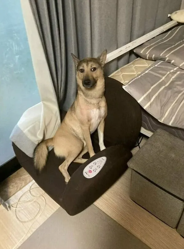 주인 심장 철렁하게 하는 표정