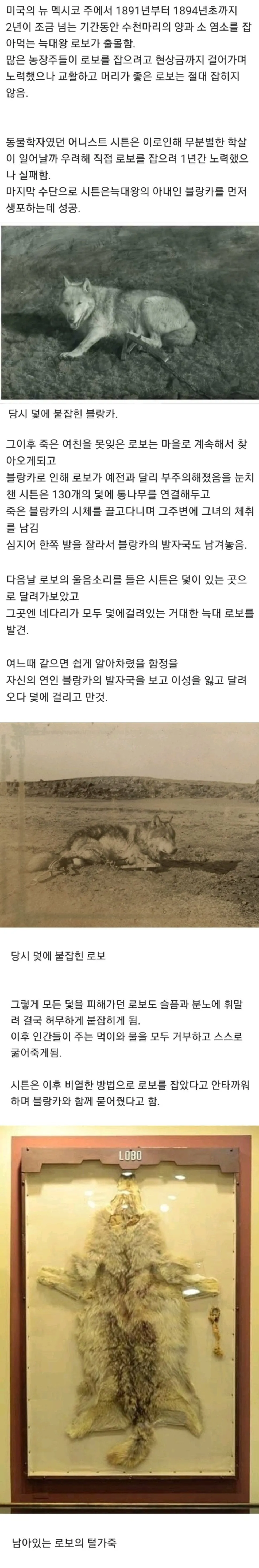 사랑때문에 최후를 맞은 당시 가장 유명한 동물