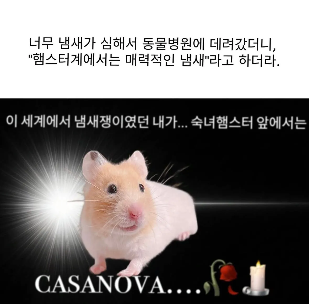 햄스터 냄새가 너무 심해서 동물병원 갔더니.jpg