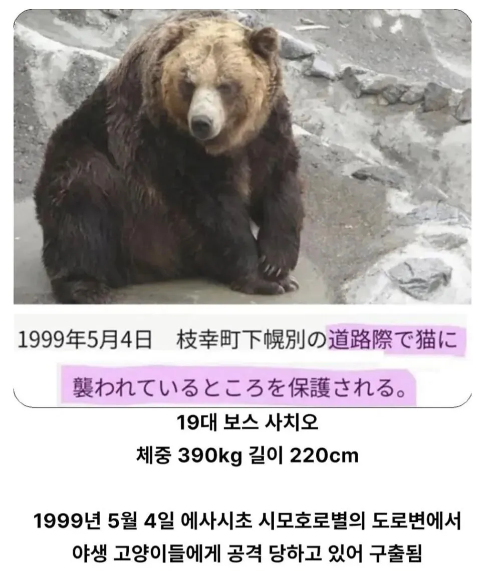 충격적인 일본의 곰 프로필 ㄷㄷ..JPG