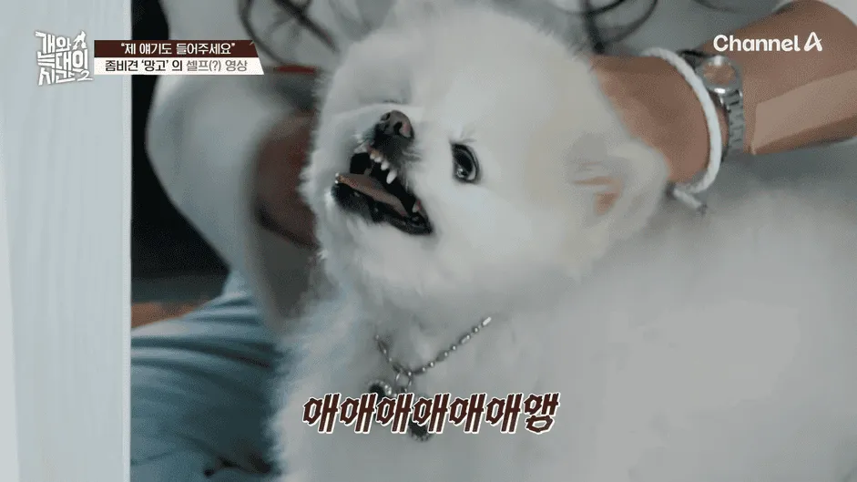 강아지 정신병 걸리게 만드는법