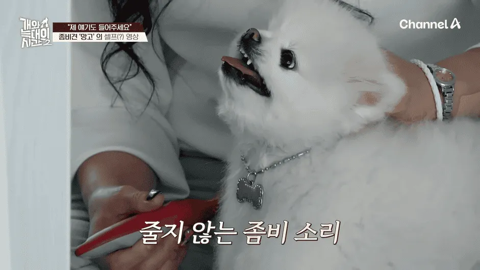 강아지 정신병 걸리게 만드는법