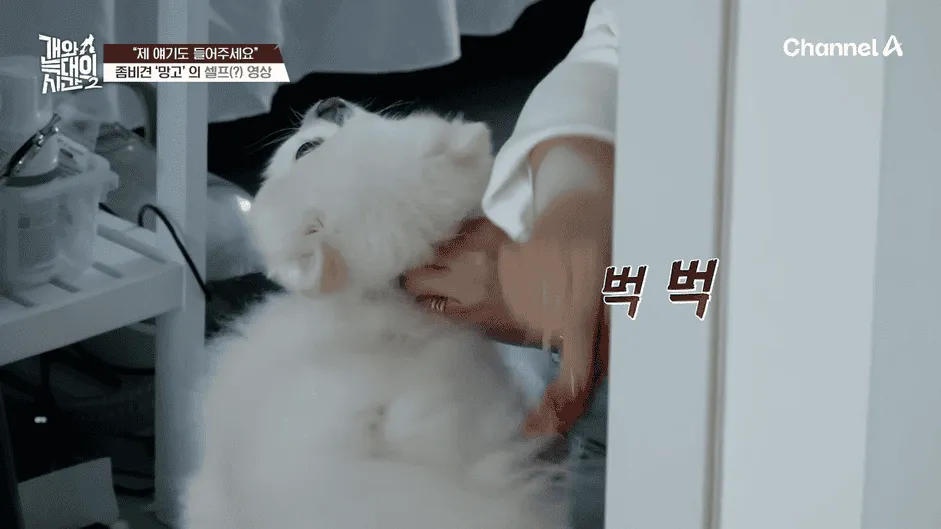강아지 정신병 걸리게 만드는법
