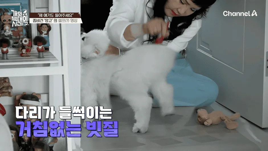 강아지 정신병 걸리게 만드는법
