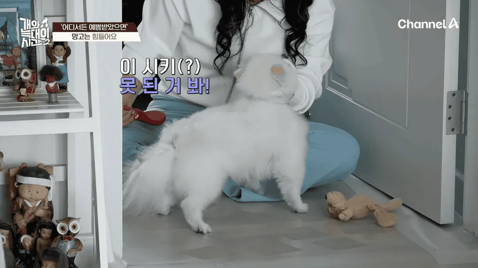 강아지 정신병 걸리게 만드는법