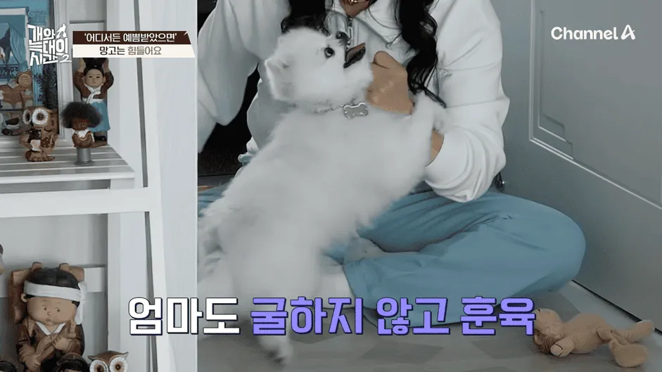강아지 정신병 걸리게 만드는법