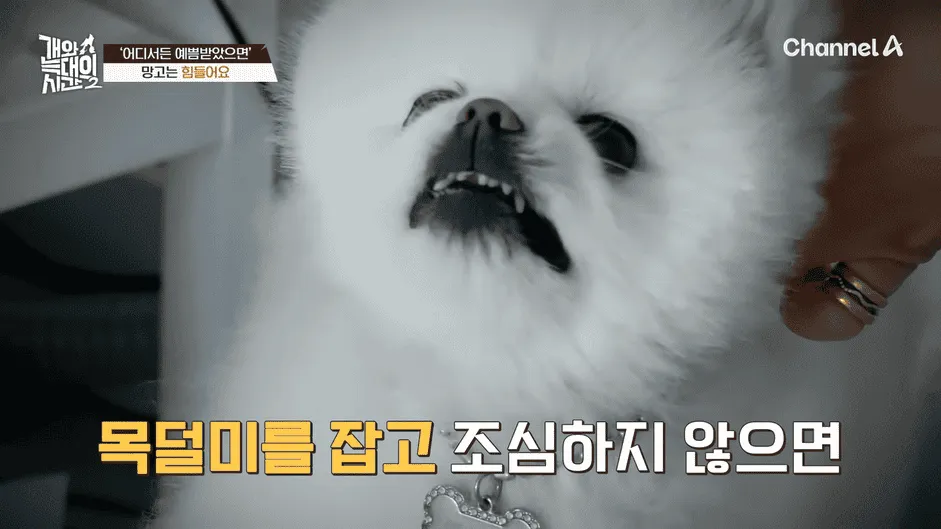 강아지 정신병 걸리게 만드는법