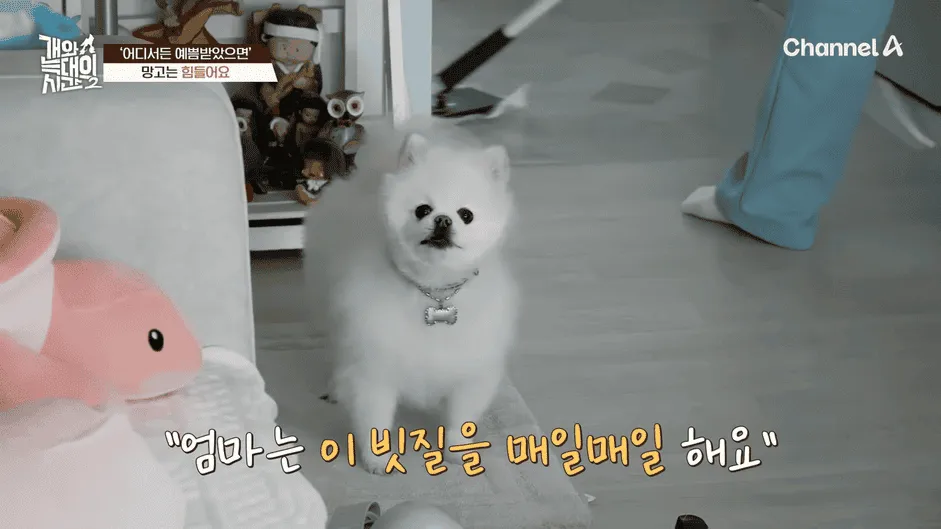 강아지 정신병 걸리게 만드는법