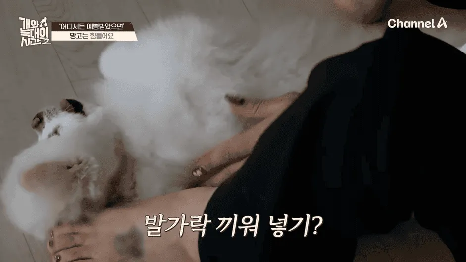 강아지 정신병 걸리게 만드는법