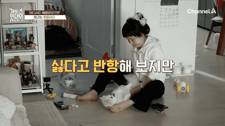 강아지 정신병 걸리게 만드는법