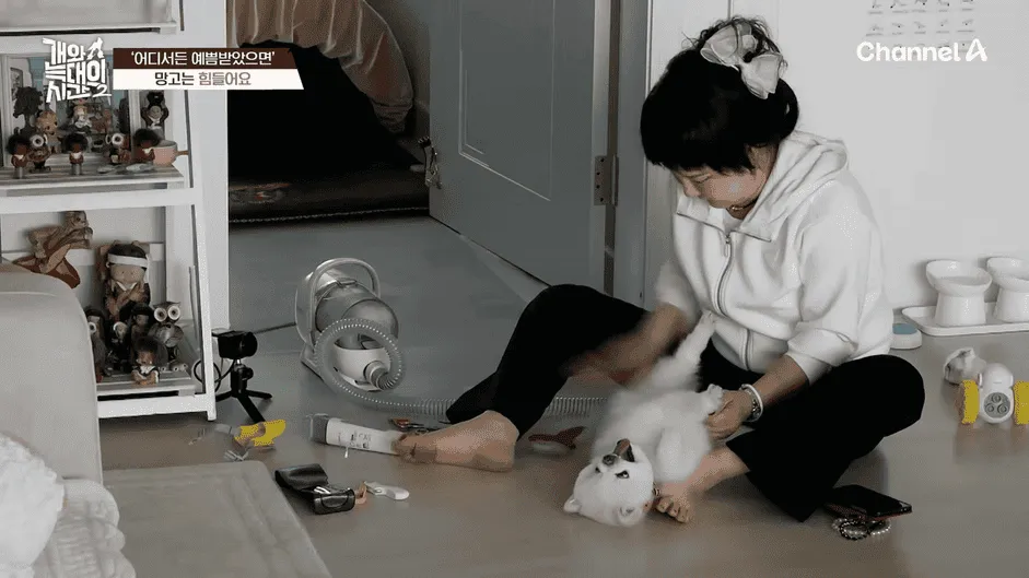 강아지 정신병 걸리게 만드는법
