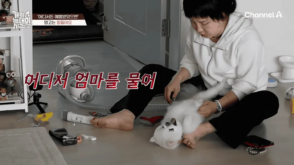 강아지 정신병 걸리게 만드는법