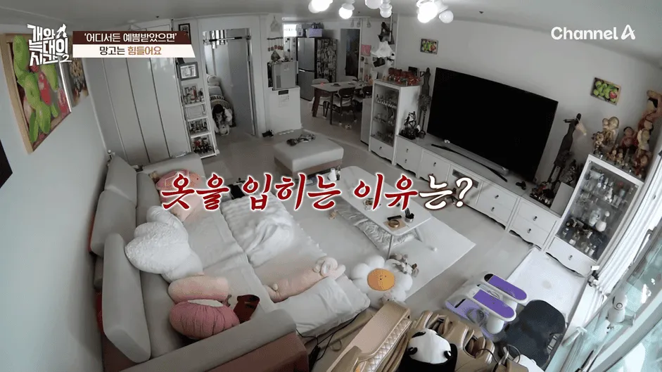 강아지 정신병 걸리게 만드는법
